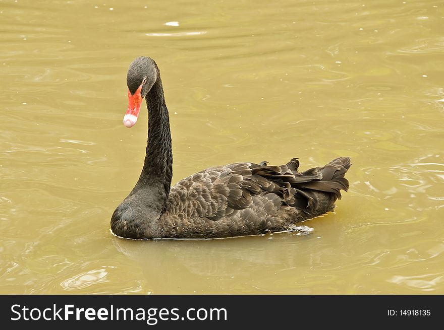 Black Swan or Cygnus atratus is swimming in a pond.