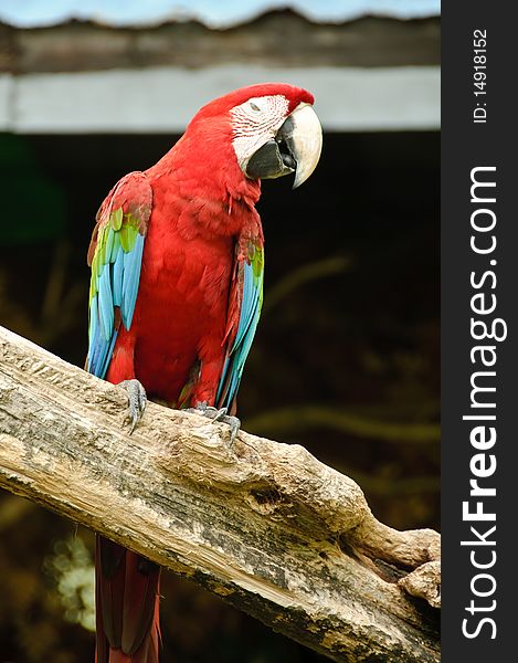 Green Wing Macaw or Ara chloroptera