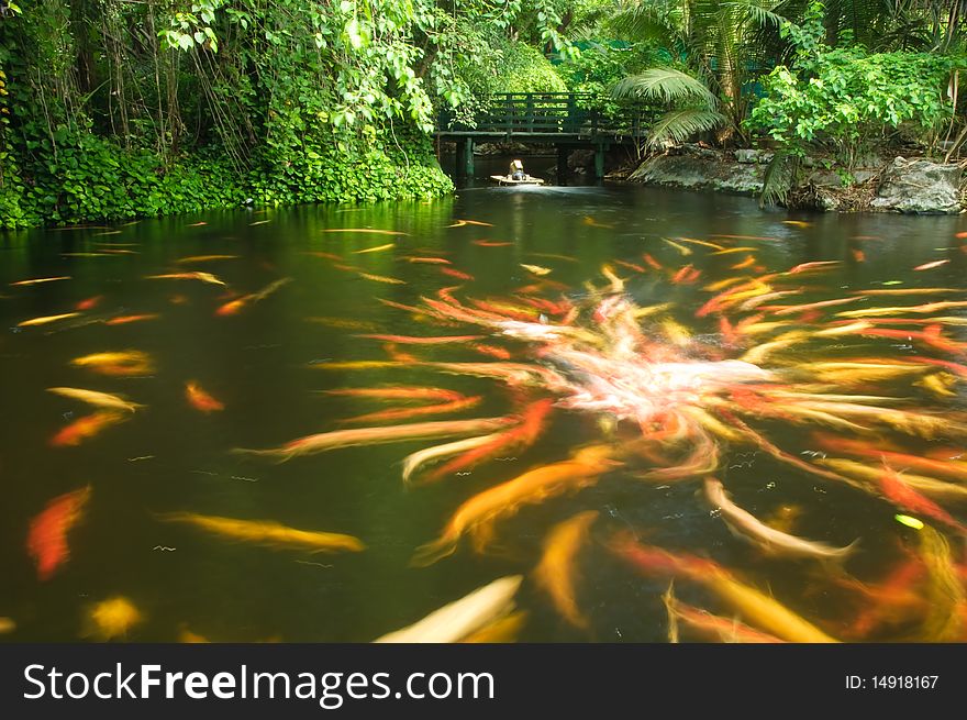 Carps or Cyprinus carpio in a pond. Carps or Cyprinus carpio in a pond