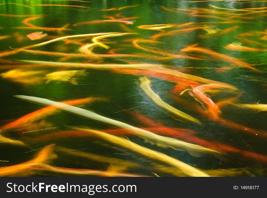 Carps or Cyprinus carpio in a pond. Carps or Cyprinus carpio in a pond