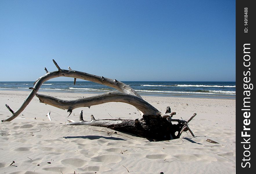 Dried Tree Trunk On The Beach