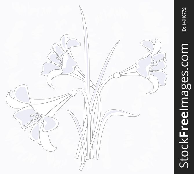 Illustration of lilies in white and gray colors