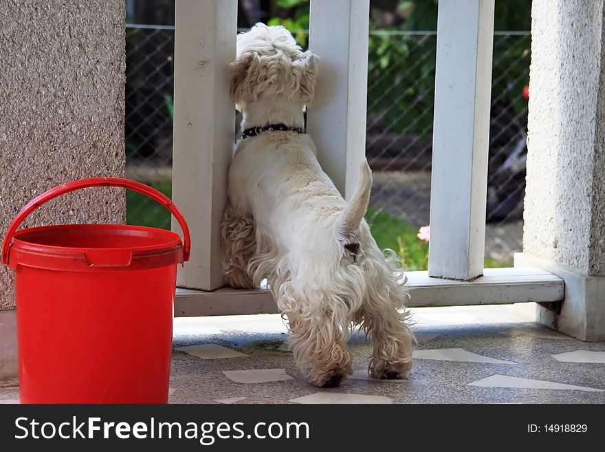 Small Westie dog looking out for his master. Small Westie dog looking out for his master