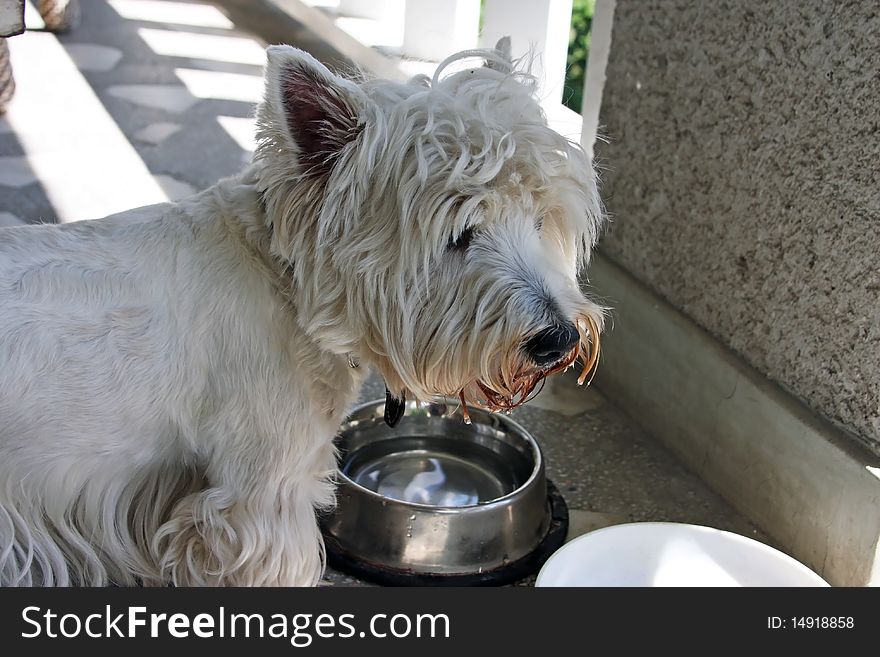 Small Westie dog drinking water. Small Westie dog drinking water