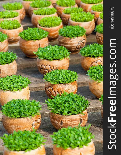 A Portrait of Potted Plant in Rows of Wooden Base