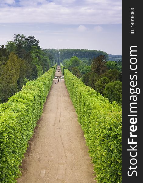 Line of sculpted trees along the path in Versailles gardens, France.