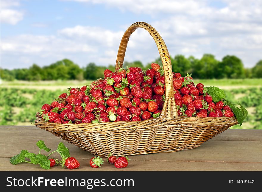 Close up of Strawberries outdoors on wood and Strawberries Field. Close up of Strawberries outdoors on wood and Strawberries Field