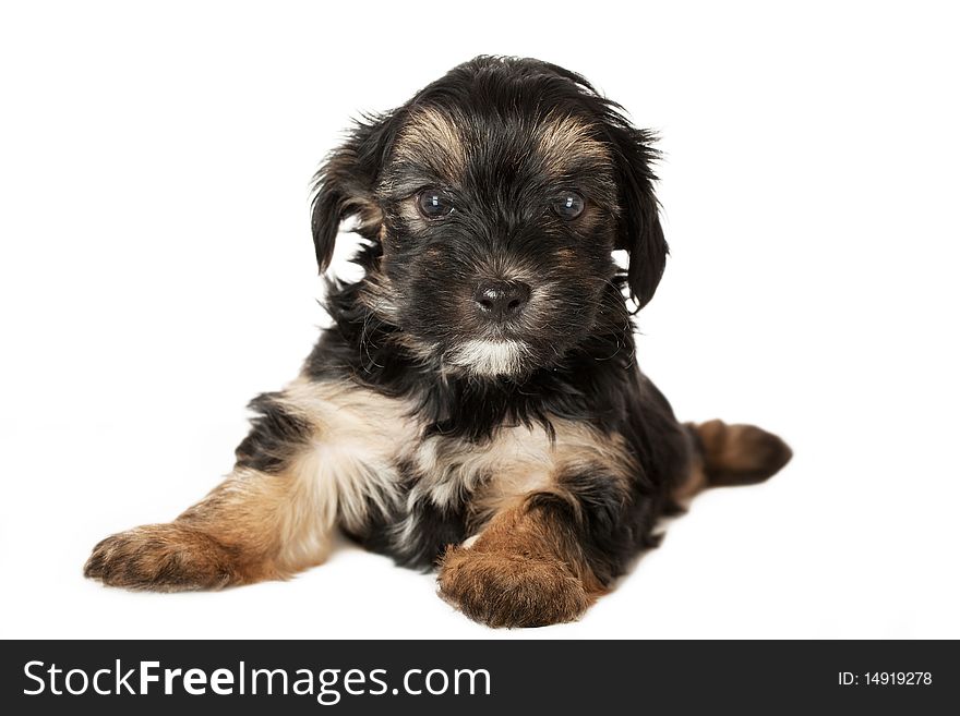 Terrier puppy in front of white background and facing the camera.