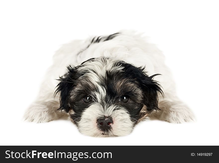 Terrier puppy lying down in front of white background.