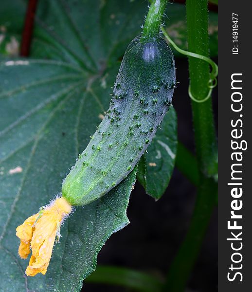 Flourishing green cucumber with a yellow flower among the leaves