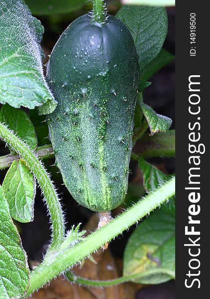 Flourishing green cucumber with a yellow flower among the leaves