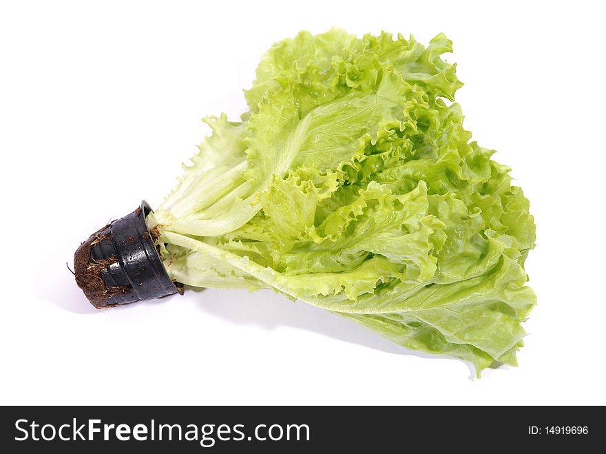 Vegetable, lettuce leafs isolated on white background