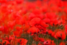 Great Photo Landscape With Red Poppies In Spring Stock Photography
