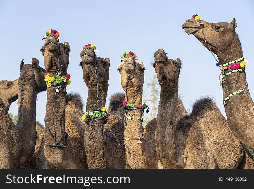 Large herd of camels in desert Thar during the annual Pushkar Camel Fair near holy city Pushkar, Rajasthan, India. This fair is largest camel trading fair in the world. Large herd of camels in desert Thar during the annual Pushkar Camel Fair near holy city Pushkar, Rajasthan, India. This fair is largest camel trading fair in the world