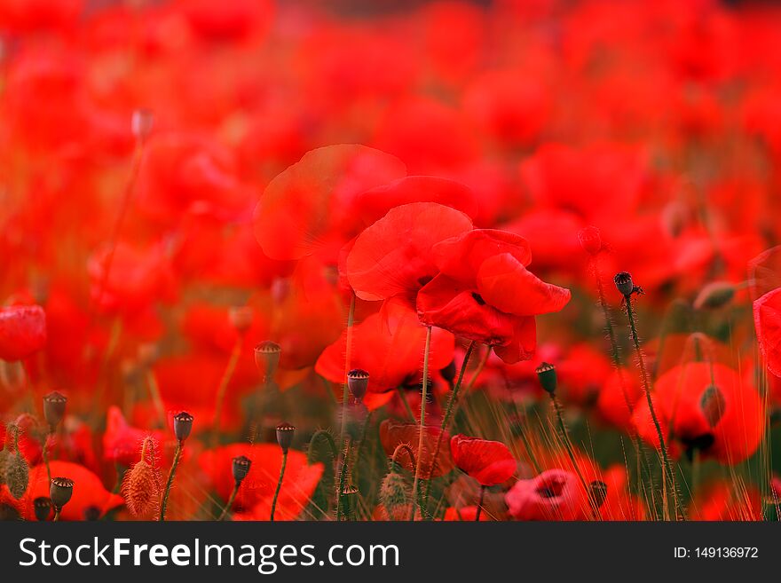Great photo landscape with red poppies in spring