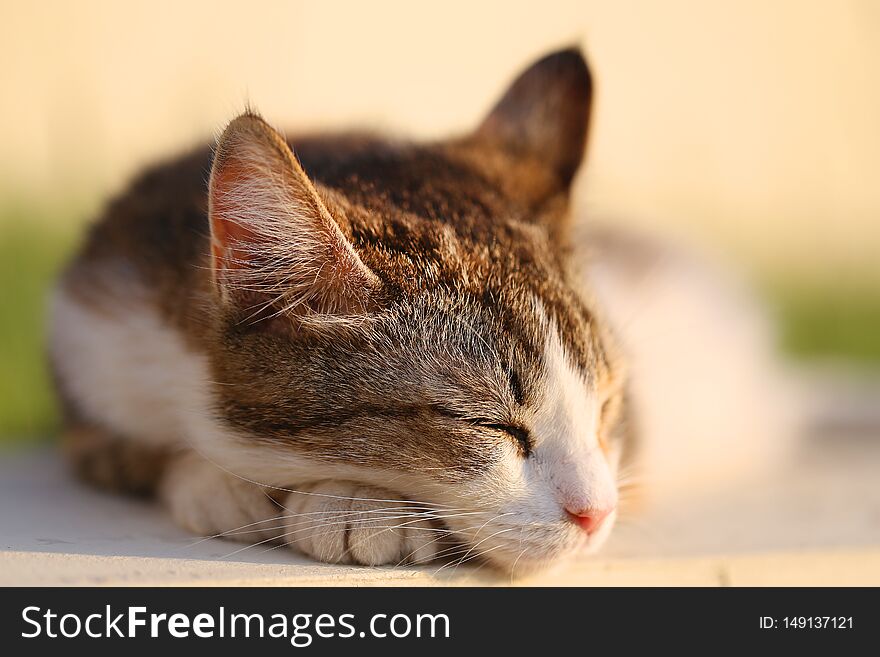 Fine bright macro photo of sleeping cat