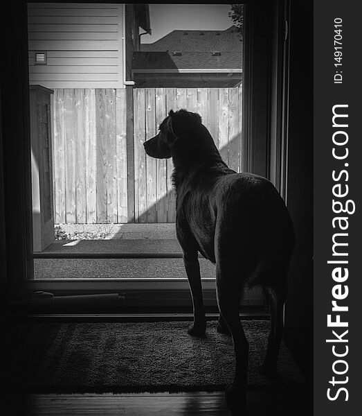 Black And White Image Of A Sad Looking Dog Stands At The Glass Door Waiting For Their Owner To Arrive Back, The Dog Is