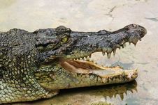 Crocodile Royalty Free Stock Photo Crocodile Royalty Free Stock Photo