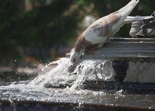 Pigeon Drinks From City Fountain Stock Images