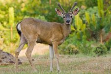 Blacktail Buck Stock Photography