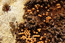 Bees On Honeycomb Stock Image Bees On Honeycomb Stock Image