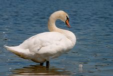 Swan At The River Stock Photo Swan At The River Stock Photo
