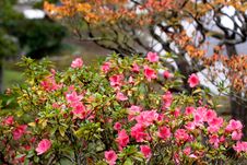 Japanese Autumn Garden Stock Image Japanese Autumn Garden Stock Image