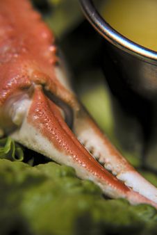 Crab Pinch Closeup Royalty Free Stock Photo