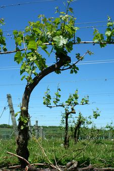Grape Vineyard In Springtime Royalty Free Stock Image