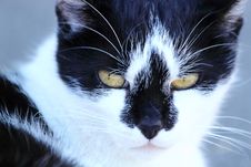 Close Up Cat Portrait Stock Photography