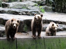 Three Bears Stock Photo Three Bears Stock Photo
