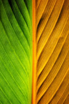 Leaf Texture Stock Images Leaf Texture Stock Images