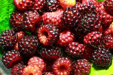 Red And Purple Raspberries Stock Images Red And Purple Raspberries Stock Images