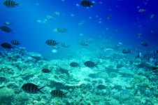 Colorful Corals, Fishes Of Red Sea. Egypt. Stock Image Colorful Corals, Fishes Of Red Sea. Egypt. Stock Image