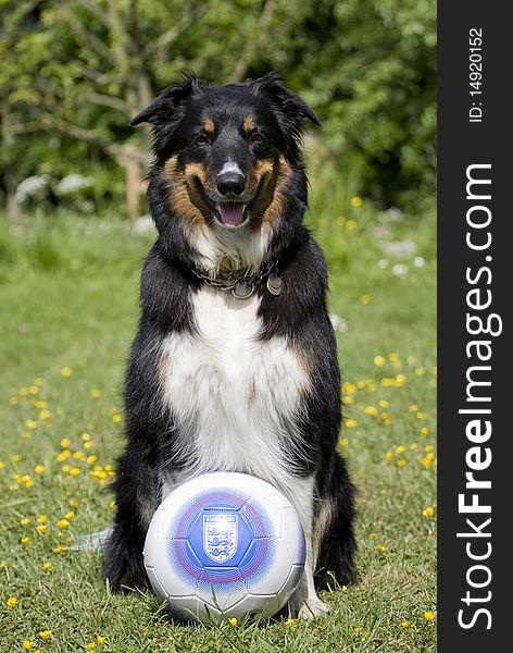 Border Collie Single Adult Male sitting with England football. Border Collie Single Adult Male sitting with England football