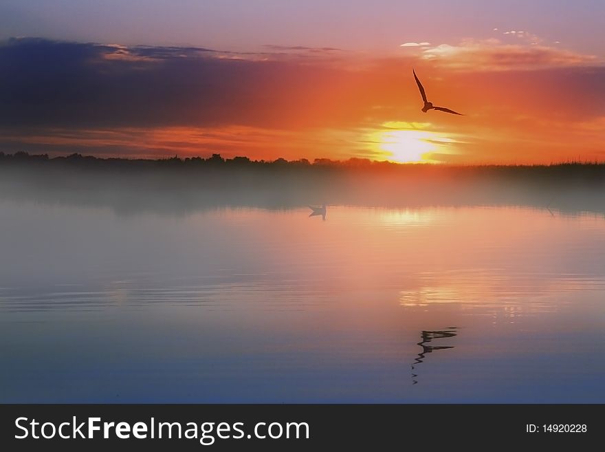 Gulls on the lake during the dawn. Gulls on the lake during the dawn