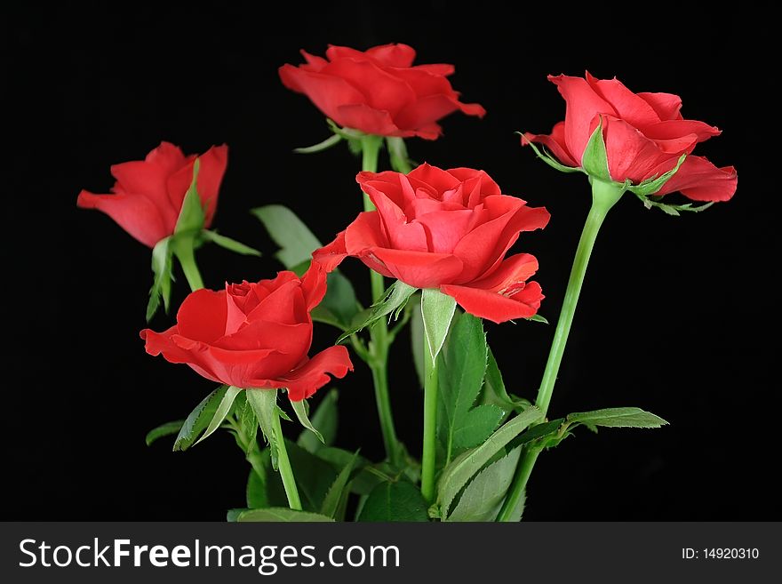 Red roses on the black background