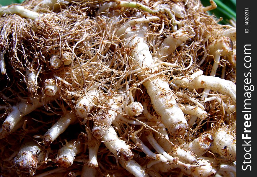 Detail photo texture of celery background