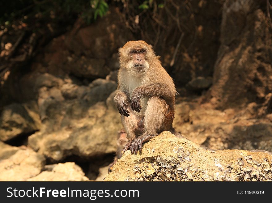 Monkey Sitting On Stone.