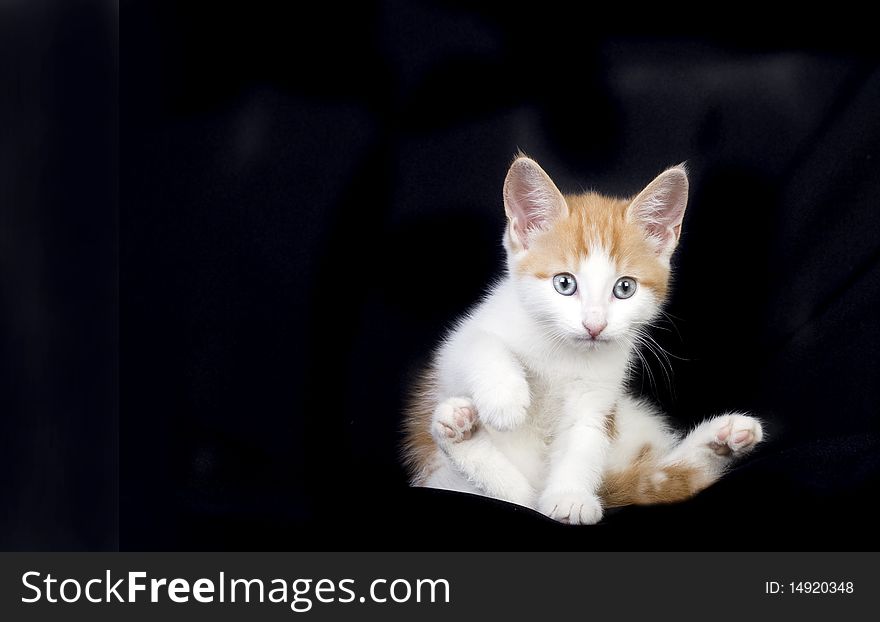 Cute Ginger And White Kitten