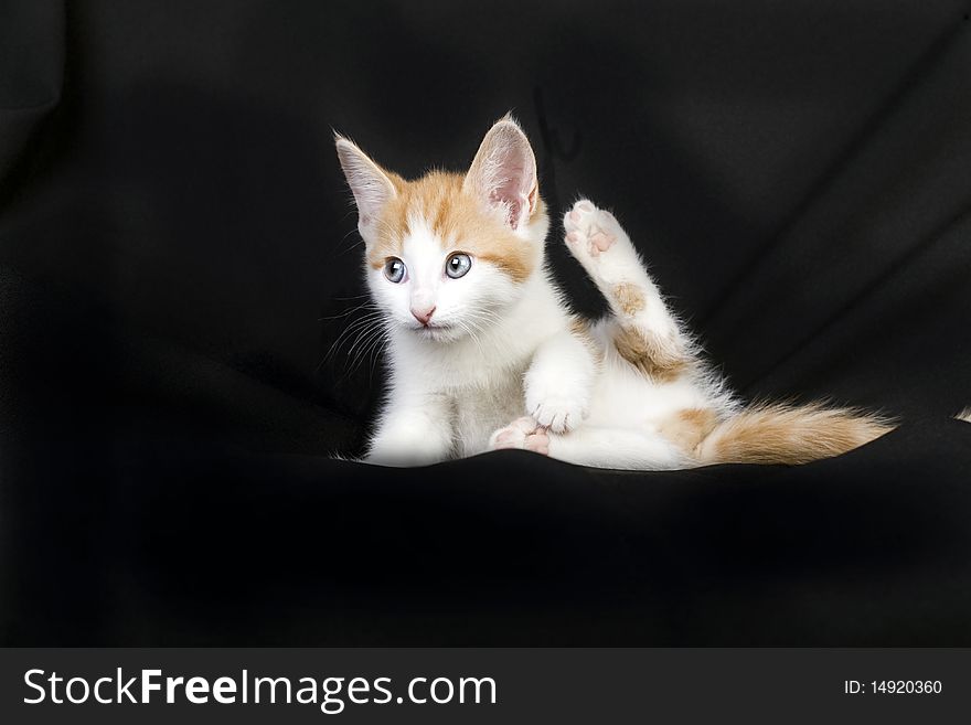 A cute ginger and white kitten on a black background