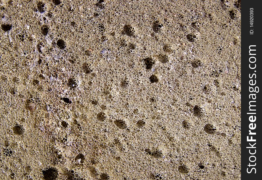 Detail photo texture of sponge background. Detail photo texture of sponge background