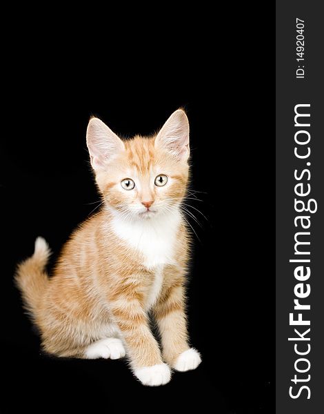A cute ginger and white kitten on a black background