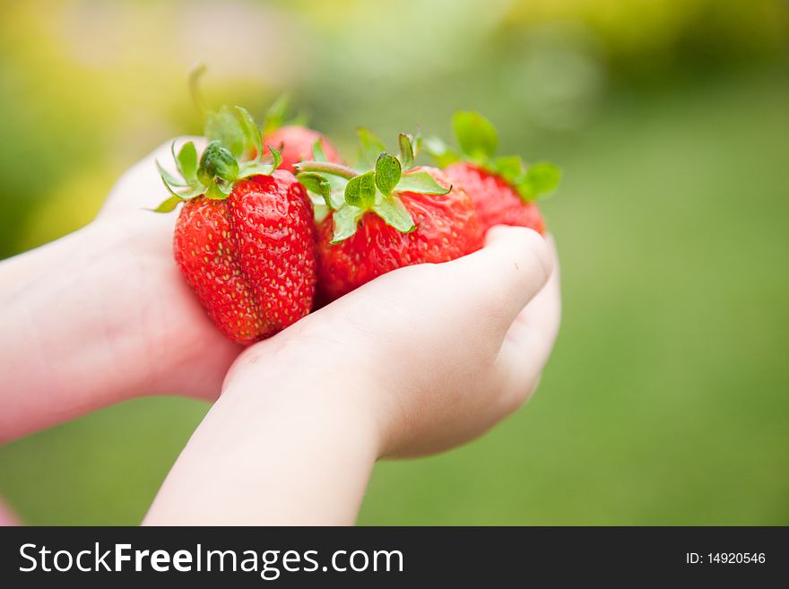 Strawberries in the hands