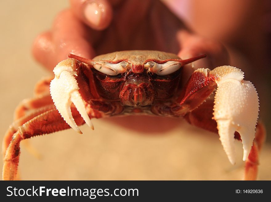 Portret of Live Crab in human hand.