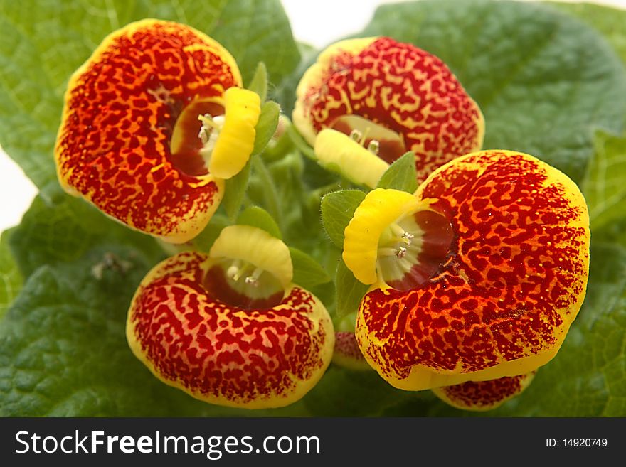 Calceolaria on the neutral background
