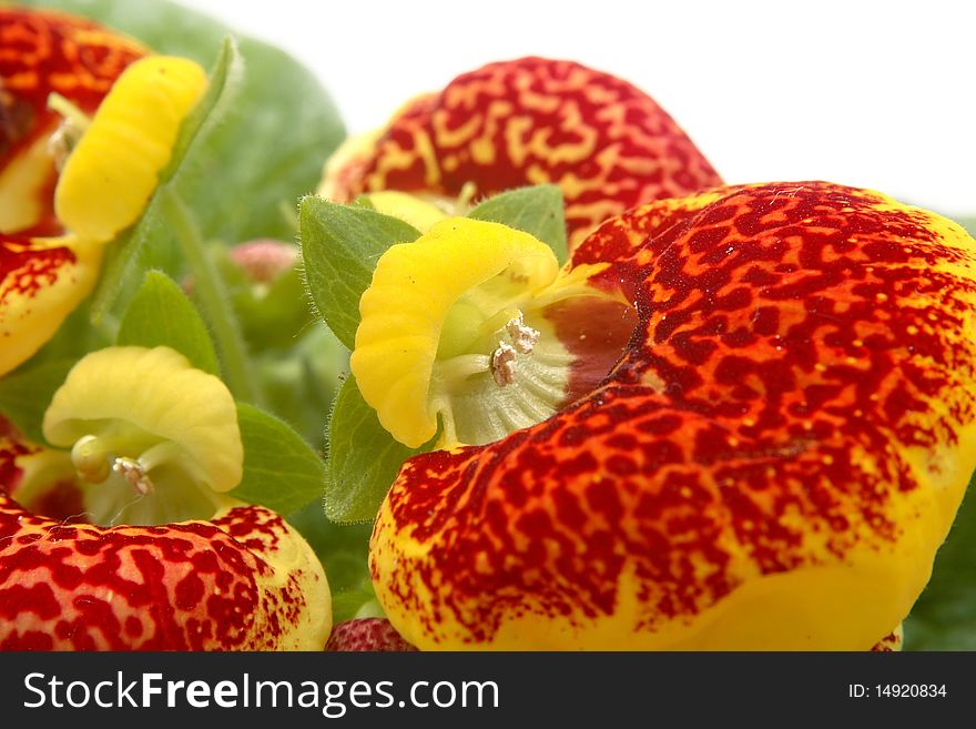Calceolaria on the neutral background