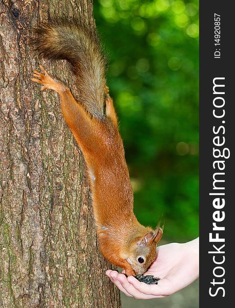 Squirrel eating from hands in forest