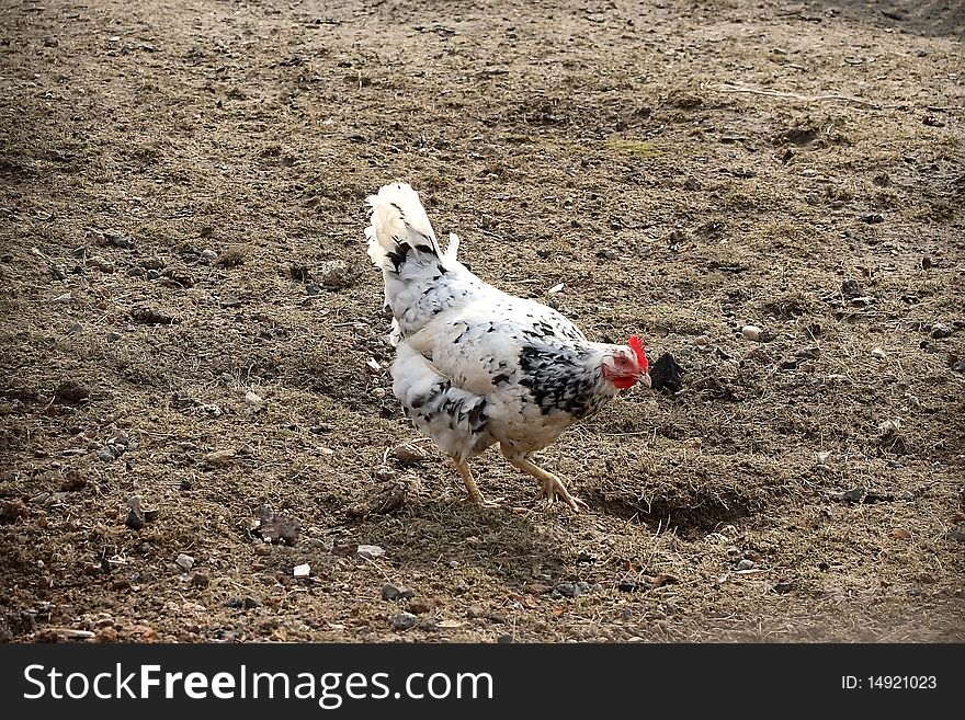 Hen walking on the outdoor