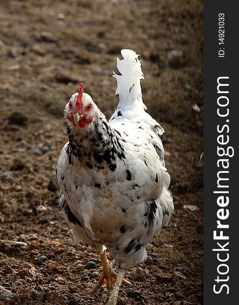 Hen walking on the outdoor